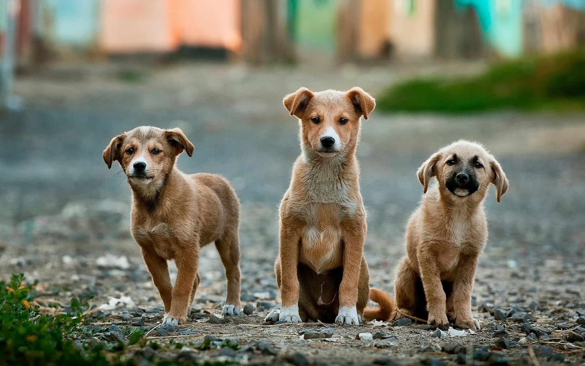 Online Vortrag: Straßenhunde