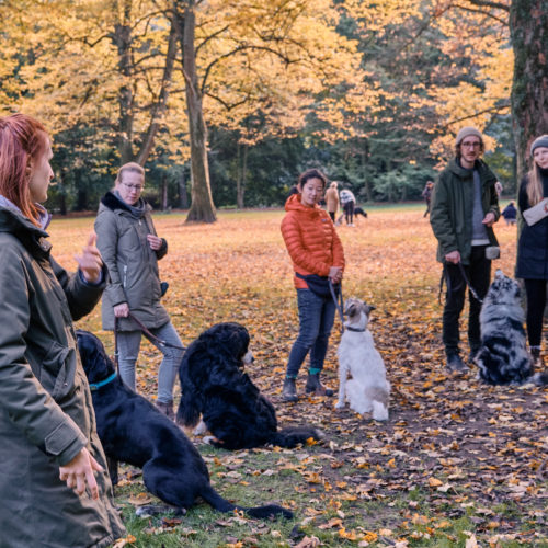 Gruppenunterricht - Seminare und Workshops - Hundehalterschule Hamburg